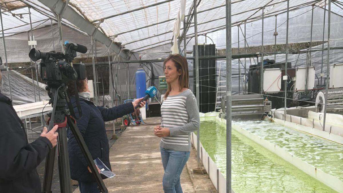 Featured image for Interview: Macroalgae from solar energy and brine in Almería